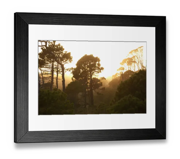 Framed Print : The Shorepine Bog Trail In Pacific Rim National Park Near Tofino; British Columbia Canada