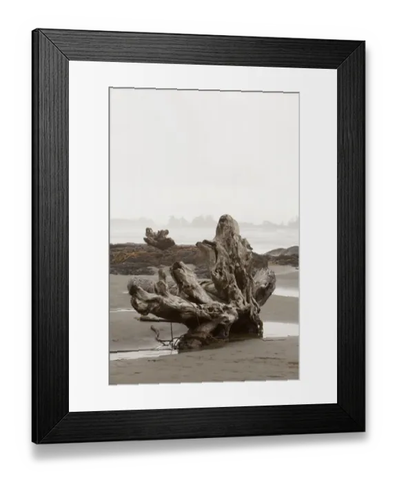 Framed Print : A Large Drift Log Sits On Chestermans Beach Near Tofino; British Columbia Canada Framed Print : A Large Drift Log Sits On Chestermans Beach Near Tofino; British Columbia Canada