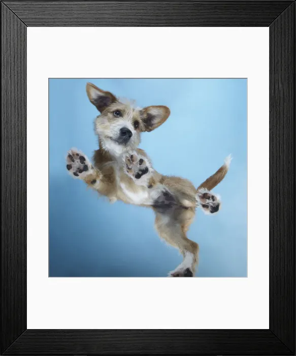 Framed Print : PuppyDance1 Framed Print : PuppyDance1
