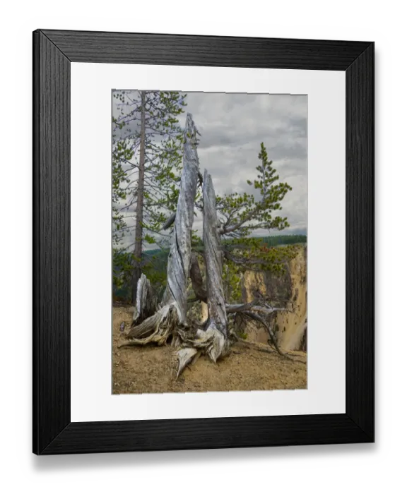 Framed Print : Dead Tree, Yellowstone National Park Framed Print : Dead Tree, Yellowstone National Park
