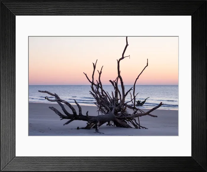 Framed Print : Uprooted Tree at Saint Helena Framed Print : Uprooted Tree at Saint Helena