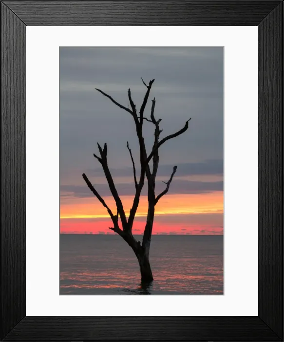 Framed Print : Glow. A gorguoes glow behind a small tree at St. Helena Island Framed Print : Glow. A gorguoes glow behind a small tree at St. Helena Island