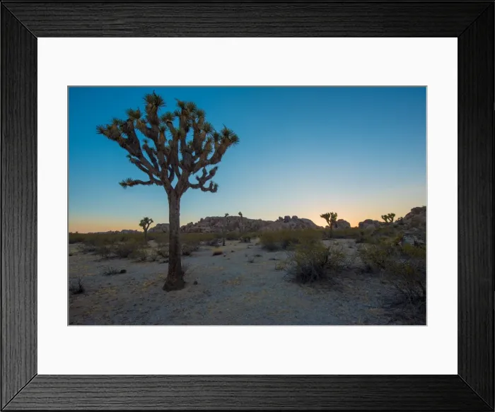Framed Print : JT Glow. The sun setting at Joshua Tree Framed Print : JT Glow. The sun setting at Joshua Tree