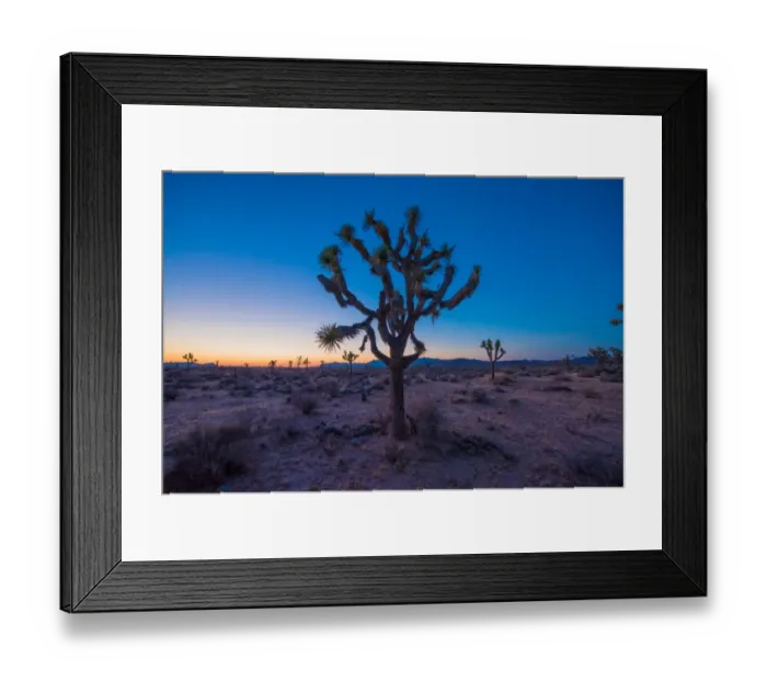 Framed Print : Joshua Tree glow Framed Print : Joshua Tree glow