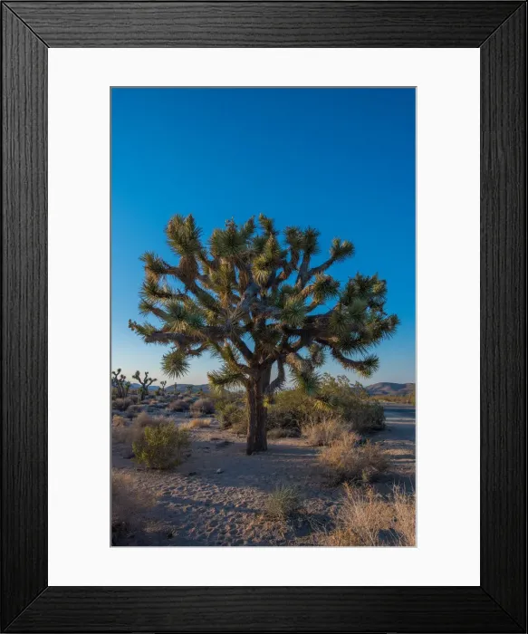 Framed Print : Tree of Life Framed Print : Tree of Life