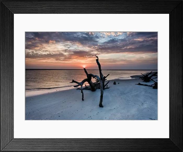 Framed Print : Torch. The sun rising above an old tree at morris island Framed Print : Torch. The sun rising above an old tree at morris island