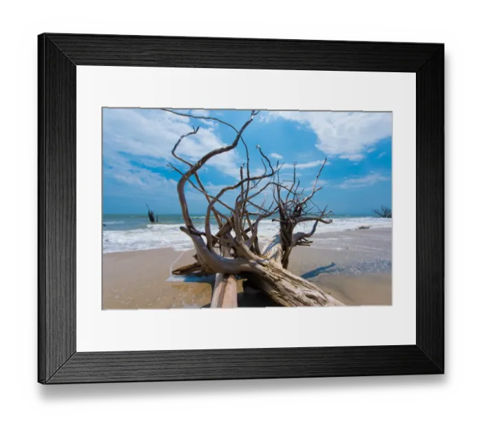 Framed Print : roots. Roots of a dead tree laying on the beach of Edisto Island