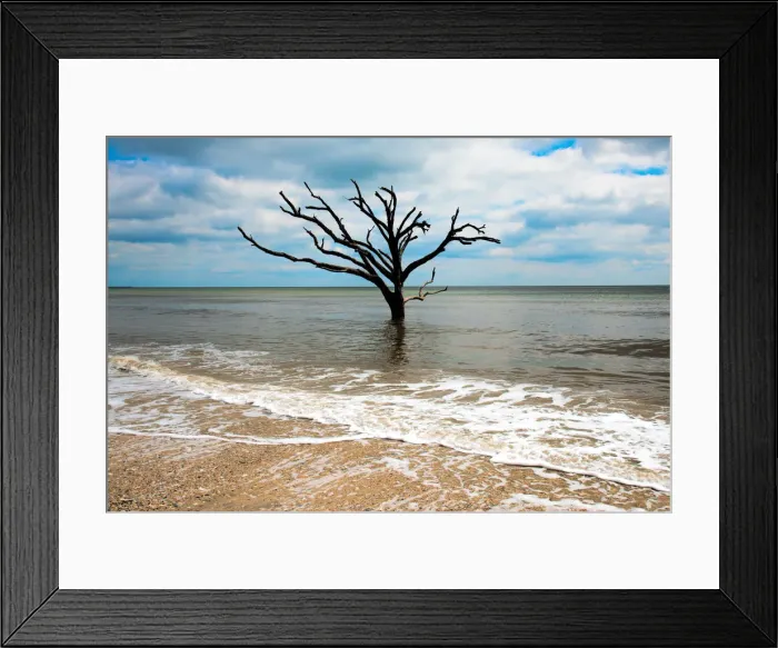 Framed Print : edisto island tree Framed Print : edisto island tree