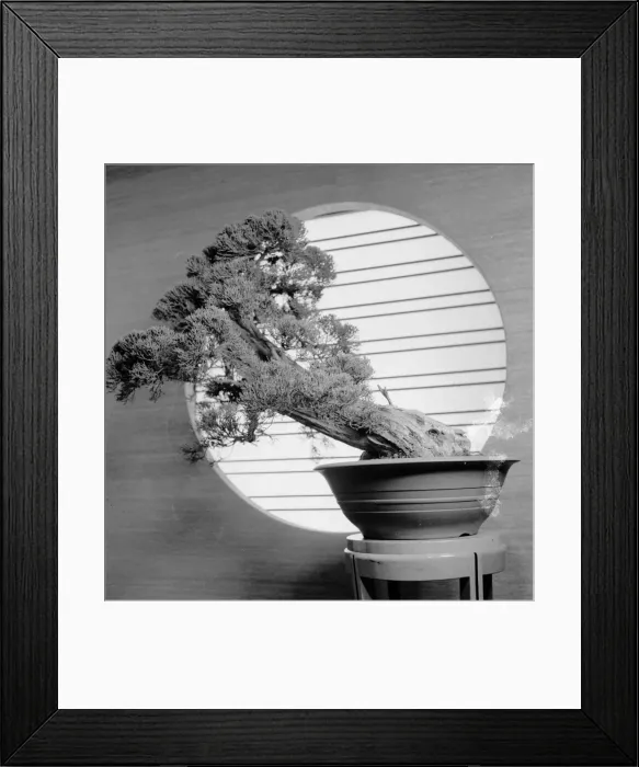 Framed Print : Bonsai. circa 1950: A 500 year old Japanese pine bonsai Tree