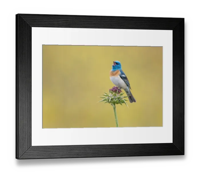 Framed Print : Singing Out Loud Framed Print : Singing Out Loud