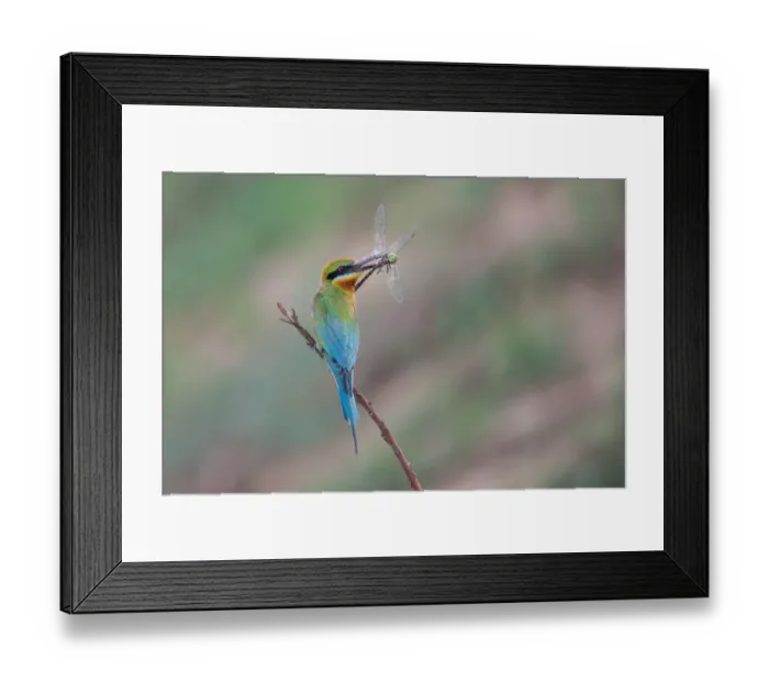 Framed Print : Blue-tailed Bee-eater with a Dragonfly Framed Print : Blue-tailed Bee-eater with a Dragonfly