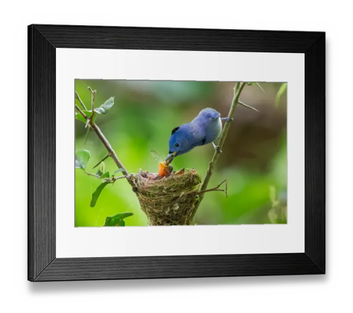 Framed Print : Feeding. A male Black-naped Monarch feeding one of its chicks during the nesting season Framed Print : Feeding. A male Black-naped Monarch feeding one of its chicks during the nesting season