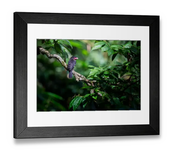 Framed Print : Dusky Broadbill Framed Print : Dusky Broadbill