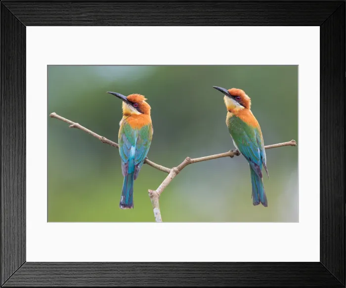 Framed Print : Chestnut-headed Bee-eater Framed Print : Chestnut-headed Bee-eater