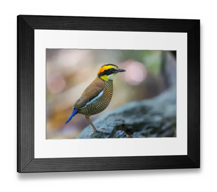 Framed Print : Portrait of a Banded Pitta Framed Print : Portrait of a Banded Pitta