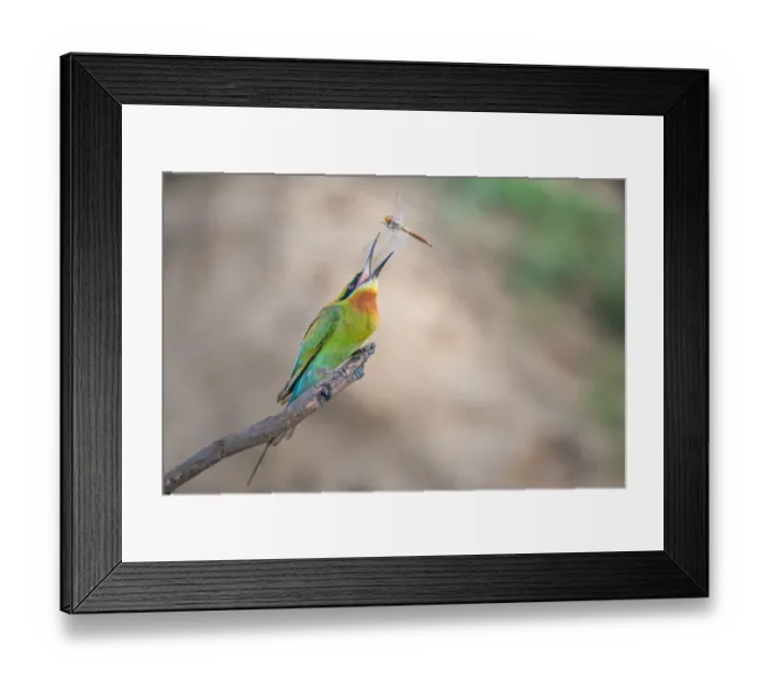 Framed Print : Tossing. A Blue-tailed bee-eater tossing its fresh-caught dragonfly at