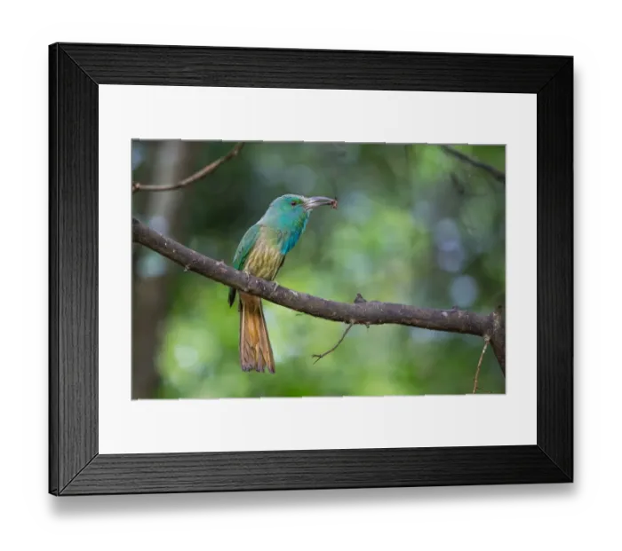 Framed Print : Blue-bearded Bee-eater Framed Print : Blue-bearded Bee-eater