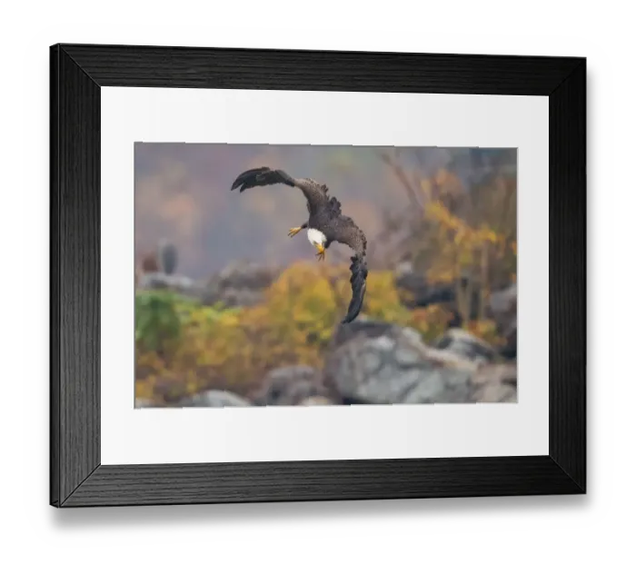 Framed Print : Undivided Attention