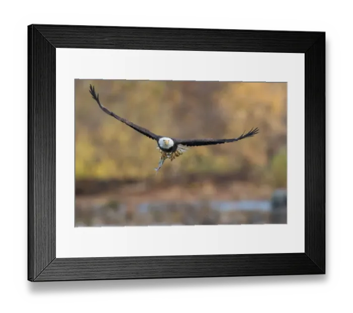 Framed Print : Fresh. A bald eagle with a fresh caught fish