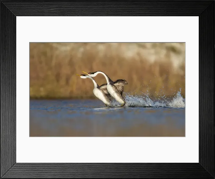 Framed Print : The Rushing Framed Print : The Rushing