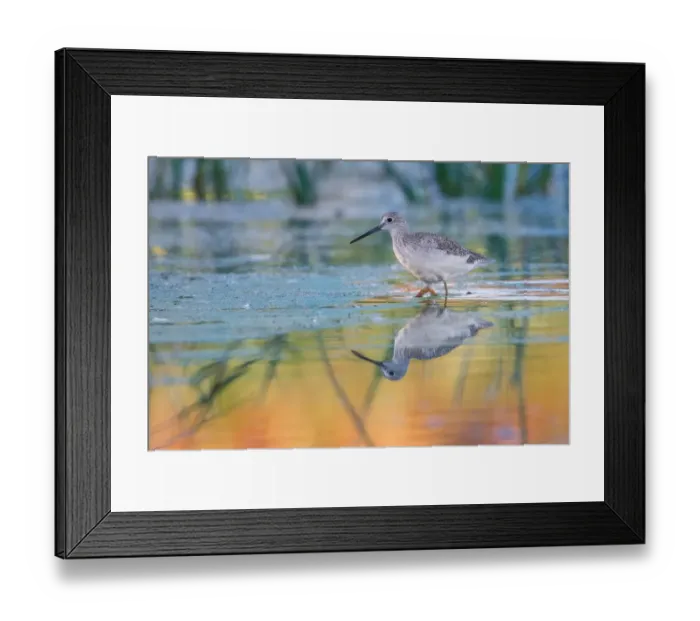 Framed Print : Yellowlegs Framed Print : Yellowlegs
