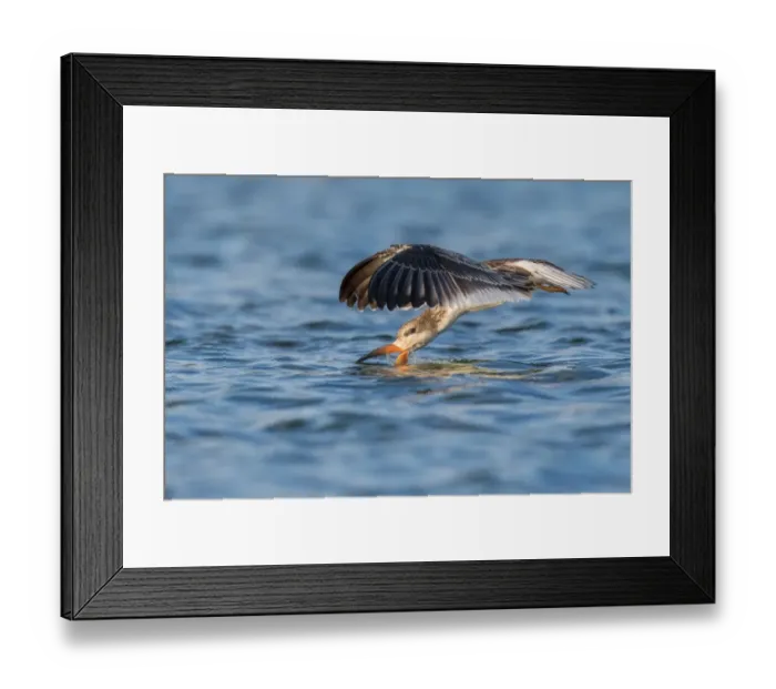 Framed Print : Black Skimmer Framed Print : Black Skimmer