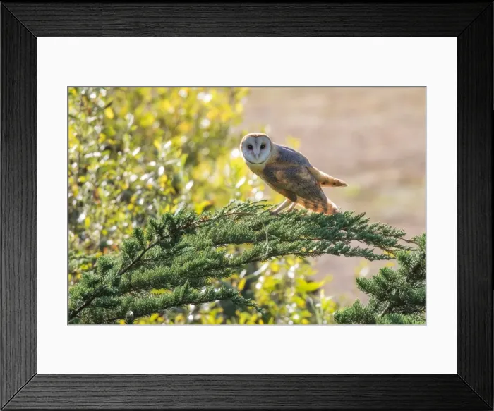 Framed Print : Barn Owl. A Barn Owl of Point Reyes, California Framed Print : Barn Owl. A Barn Owl of Point Reyes, California