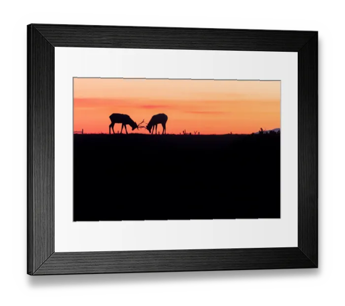 Framed Print : Silhouette of Tule Elk Framed Print : Silhouette of Tule Elk