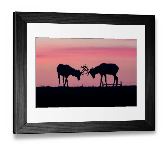 Framed Print : Tule elk. A pair of tule elk at point reyes Framed Print : Tule elk. A pair of tule elk at point reyes