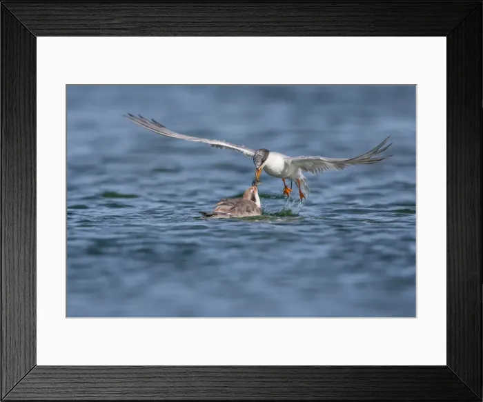 Framed Print : Tern Feeding Framed Print : Tern Feeding