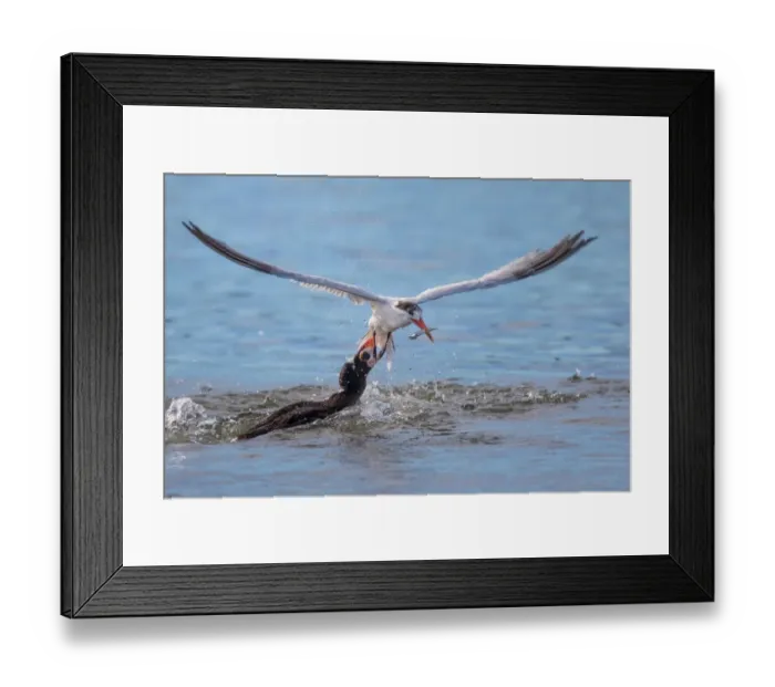 Framed Print : One Popular Anchovy Framed Print : One Popular Anchovy