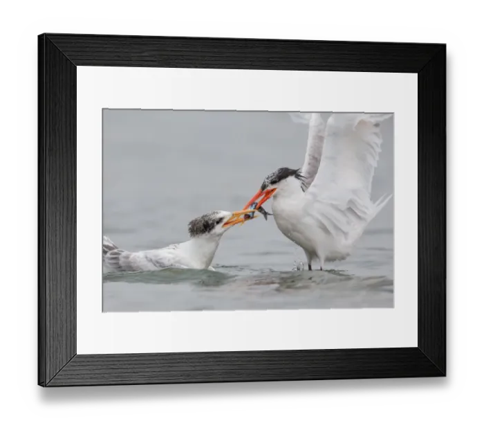 Framed Print : The Feeding Framed Print : The Feeding
