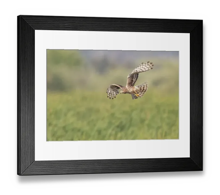Framed Print : Northern Harrier Flyby Framed Print : Northern Harrier Flyby