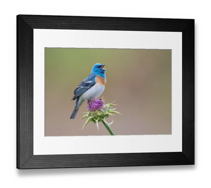 Framed Print : Bunting Got Talent Framed Print : Bunting Got Talent