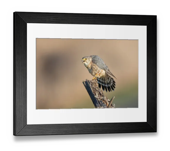 Framed Print : Merlin. A male merlin on a perch at Coyote Hills Regional Park, Fremont, California Framed Print : Merlin. A male merlin on a perch at Coyote Hills Regional Park, Fremont, California