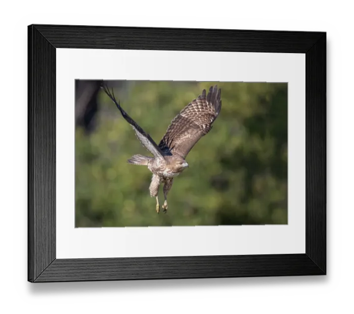 Framed Print : Red-tailed Hawk Framed Print : Red-tailed Hawk