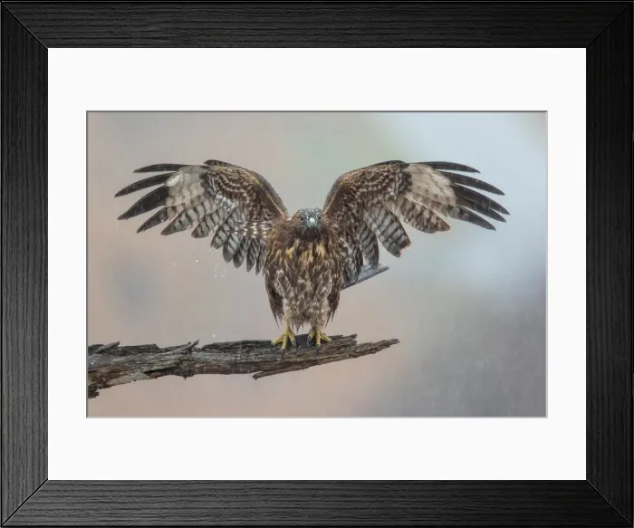 Framed Print : Spreading Hawk Framed Print : Spreading Hawk