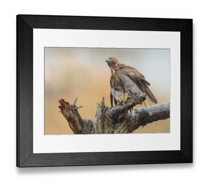 Framed Print : Majestic Young Hawk Framed Print : Majestic Young Hawk