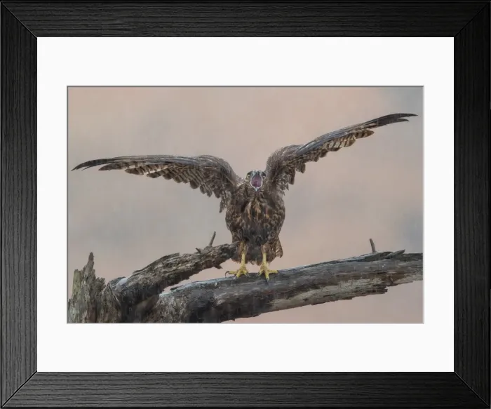Framed Print : Angry Hawk