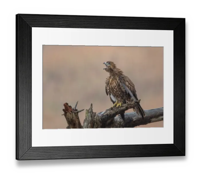 Framed Print : Enough Already Framed Print : Enough Already