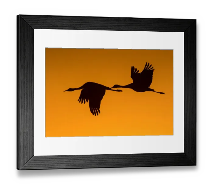 Framed Print : Black-winged Stilt or Common Stilt -Himantopus himantopus-, in flight, Seewinkel, Burgenland, Austria Framed Print : Black-winged Stilt or Common Stilt -Himantopus himantopus-, in flight, Seewinkel, Burgenland, Austria