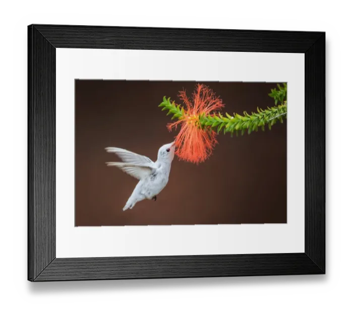 Framed Print : A Whiter Shade of Pale Framed Print : A Whiter Shade of Pale