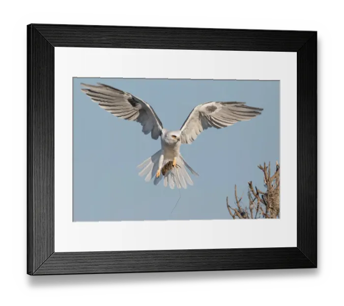 Framed Print : Lunch is served Framed Print : Lunch is served