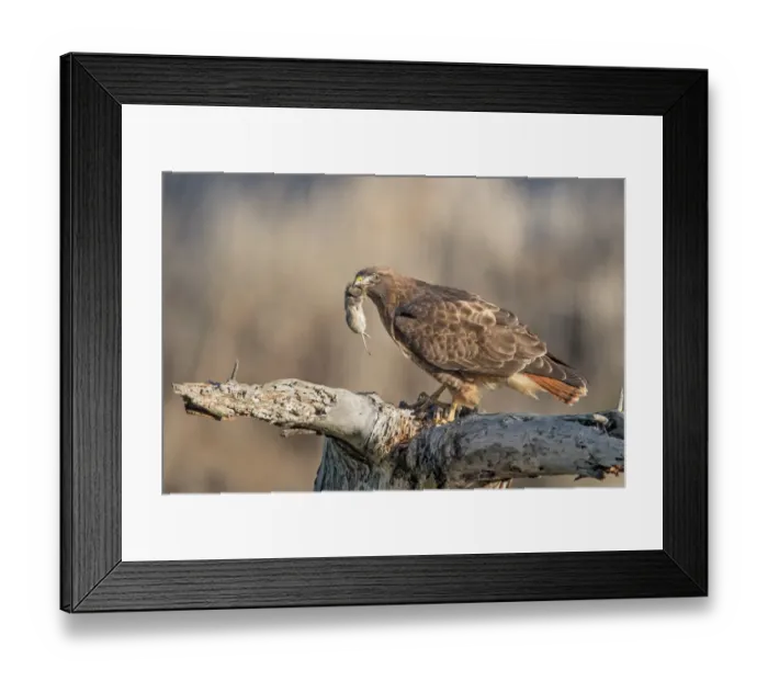 Framed Print : The Small Trophy Framed Print : The Small Trophy
