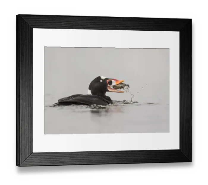 Framed Print : Struggling Clam Framed Print : Struggling Clam