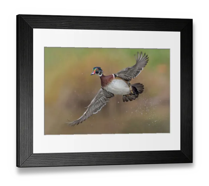 Framed Print : Woodduck Portrait Framed Print : Woodduck Portrait