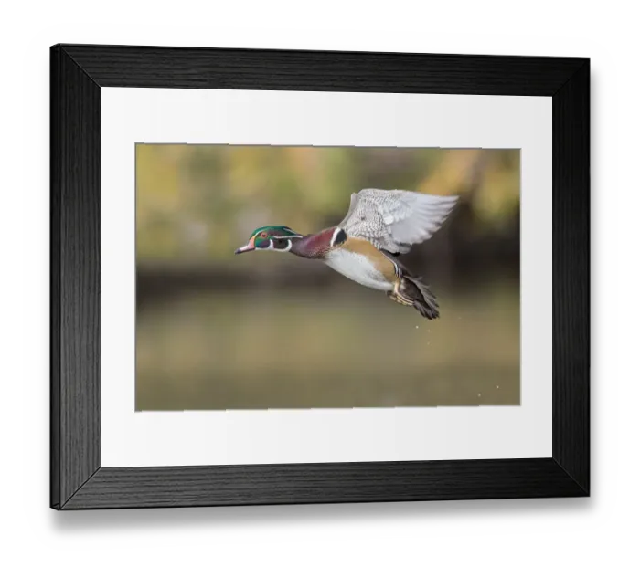 Framed Print : Woodduck Drake Framed Print : Woodduck Drake