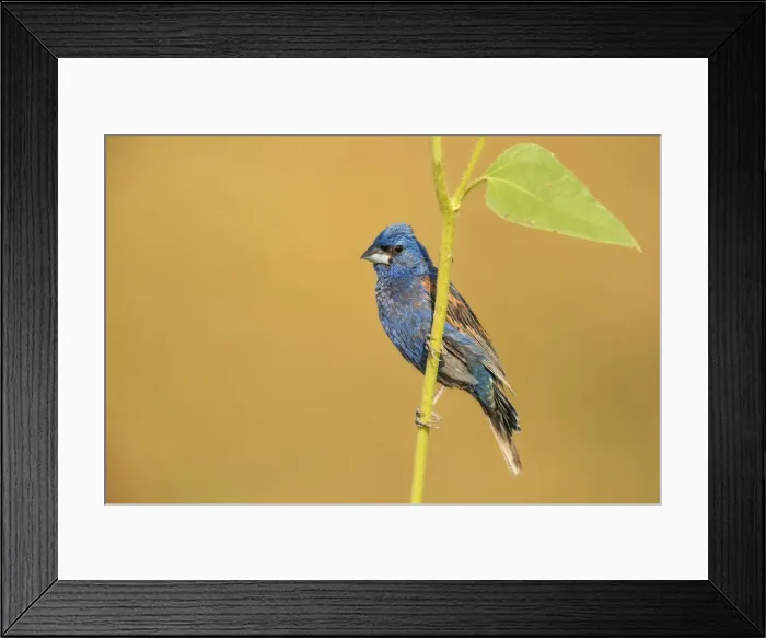 Framed Print : Blue Grosbeak Framed Print : Blue Grosbeak