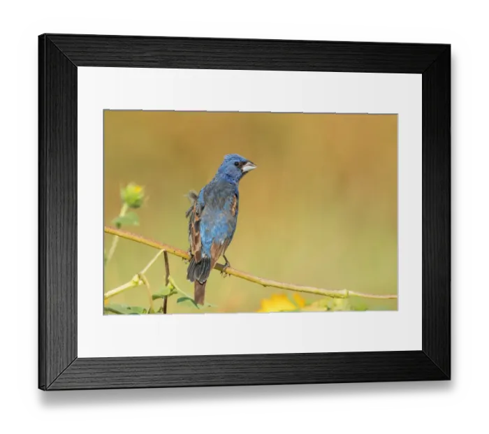 Framed Print : Blue Grosbeak Framed Print : Blue Grosbeak