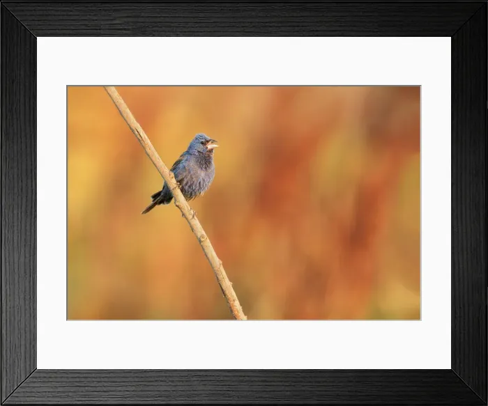 Framed Print : Blue Grosbeak Framed Print : Blue Grosbeak